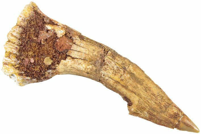Fossil Sawfish (Onchopristis) Rostral Barb - Morocco #236097